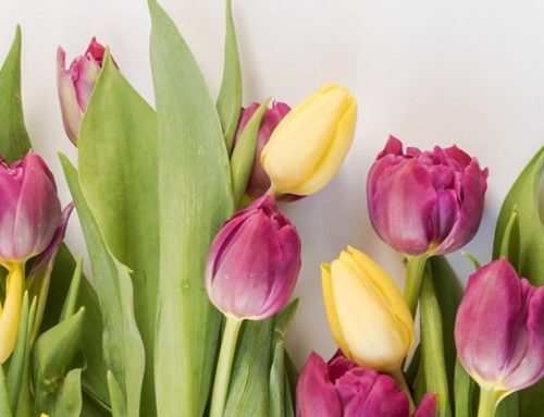 SPRING into SAVINGS!